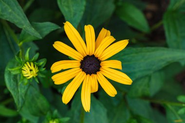 Zarif bir şekilde yemyeşil yeşilliklerle çevrili, karanlık bir merkezi olan çarpıcı güzellikte sarı bir çiçek.