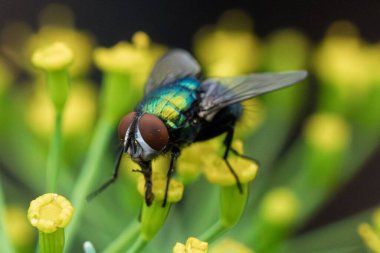 Siyah sinek makrofotoğrafçılıkta sarı-yeşil infloresans üzerine