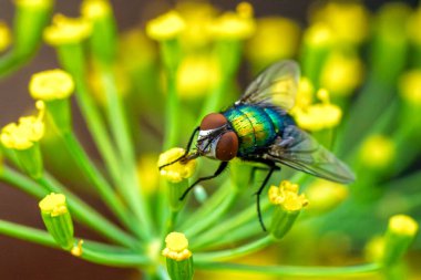 Parlak sarı çiçeklerin üzerindeki yoğun bir arı görüntüsü güzelliği ve tozlaşmayı yakalıyor.