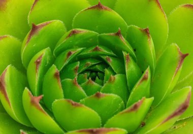 Canlı ve nefis bir yeşil sulu, güzel bir şekilde sunar. Güzel yapraklarında büyüleyici bir spiral desen.