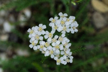 yemyeşil çimenlerde büyüyen kır çiçeği kümesi