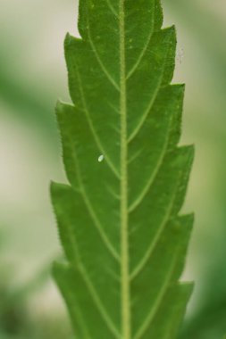 Yeşil yapraklı yumurta böceği makrosu. Seçici odak.