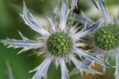 Güzel bir devedikeni, doğa ve makro fotoğrafçılık için mükemmel bir böcekle birlikte büyüleyici bir yakın çekim görüntüsü.