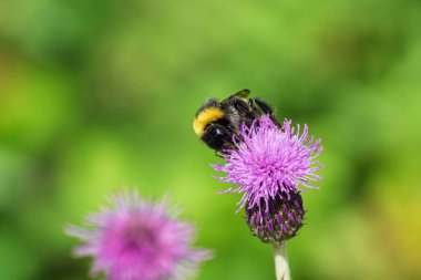 Canlı küçük bir arı özenle güzel mor devedikeni çiçeklerinden nektar topluyor yemyeşil bir ortamda.