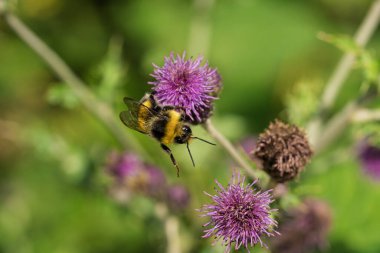 Canlı küçük bir arı özenle güzel mor devedikeni çiçeklerinden nektar topluyor yemyeşil bir ortamda.
