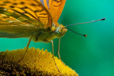 Şaşırtıcı derecede güzel bir kelebek, doğanın narin güzelliğini gözler önüne seren, parlak sarı bir çiçeğin üzerine nazikçe uzanır.