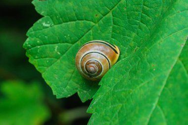 Bir salyangozun büyüleyici ve huzurlu güzelliğini derinlemesine araştır. Doğadaki canlı yeşil bir yaprağın üzerinde huzur içinde dinleniyor.