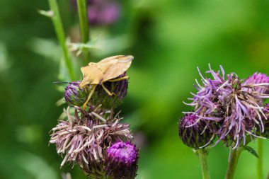 Güzel bir kelebek canlı mor devedikeni çiçeklerine tünemiş, ihtişamlı ve güzel doğasını sergiliyor.
