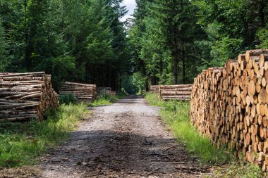 Huzurlu ve huzurlu bir toprak yol. Etrafı gür ağaçlar ve düzgünce istiflenmiş kütüklerle çevrili. Doğa sahneleri için ideal.