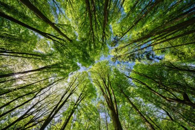Parlak yeşil bir orman tepe örtüsünün nefes kesici ve çarpıcı görüntüsü berrak mavi bir gökyüzüne karşı güzelce zıtlaşmıştı.