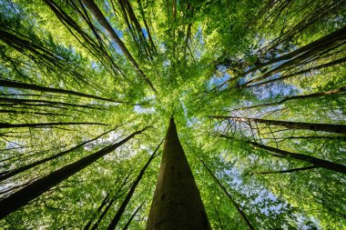 Canlı yeşil yapraklara ve bereketli bir ormanın yüksek ağaçlarının arasından süzülen güneş ışığına bakıyorum.