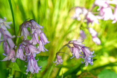 Güzel kır çiçekleri yemyeşil bir ortamda canlı bir şekilde çiçek açıyor, doğanın saf zarafetini sergiliyor.