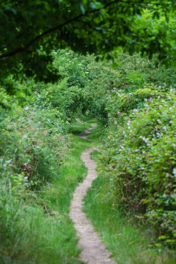 Canlı yeşillikte manzaralı bir patika doğanın güzelliklerini keşfetmeye ve günlük hayattan kaçmaya davet eder.
