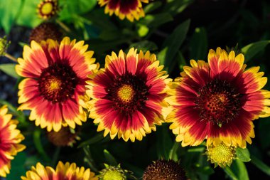 Göz kamaştırıcı ve nefes kesen canlı battaniye çiçekleri zengin kırmızı ve sarılarını muhteşem bir şekilde sergiliyor.