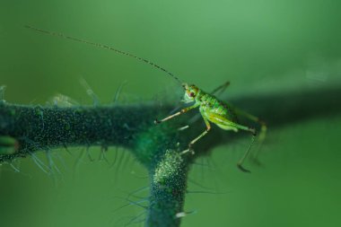 Bir bitki sapına tünemiş canlı yeşil bir böcek, doğal ortamdaki hassas özelliklerini sergiliyor..