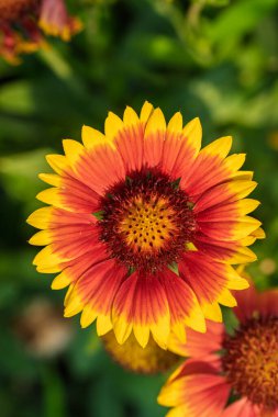 Canlı ve renkli çiçeklerin çarpıcı yakın görüntüsü doğanın inanılmaz güzelliğini gözler önüne seriyor.