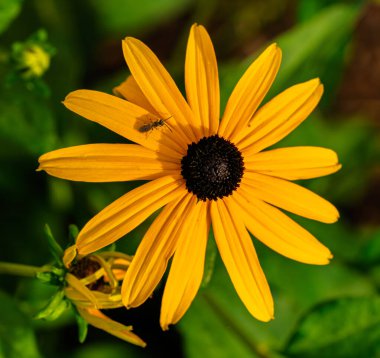 Parlak ve canlı renklerini canlı bir şekilde sergileyen, çiçek açan Siyah Gözlü Susan çiçeğinin çarpıcı yakın plan görüntüsü