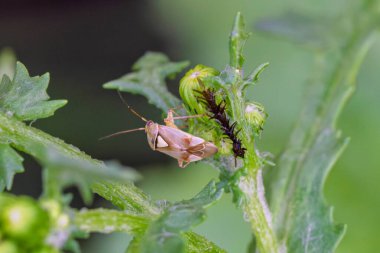 Bir örümceğin büyüleyici ve detaylı bir görüntüsü, verimli yeşil yaprakların arasında zekice saklanıyor, güzel bir doğal ortamda.