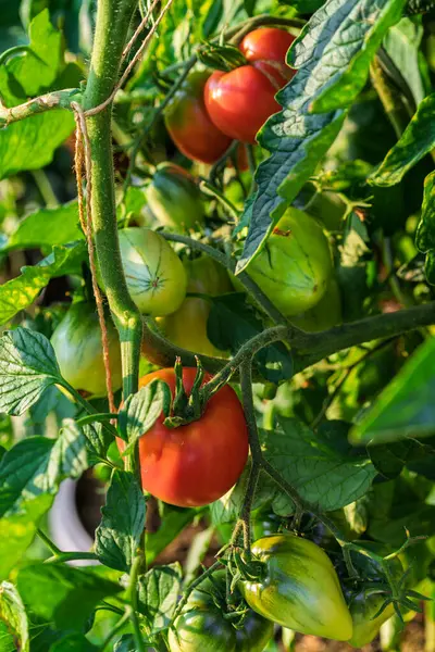 Sarmaşıkta olgunlaşan canlı yeşil domateslerin yakından görüntüsü, yemyeşil yaprakları güzelce sergiliyor.