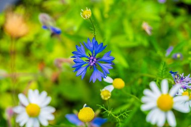 Doğada yemyeşil yeşilliklerle çevrili nefes kesici ve çarpıcı renkli kır çiçekleri.