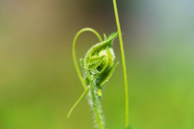 Tomurcuklanan yeşil bir bitkinin büyüleyici yakın plan görüntüsü, narin filizlerini ve canlı yaşamını gözler önüne seriyor..