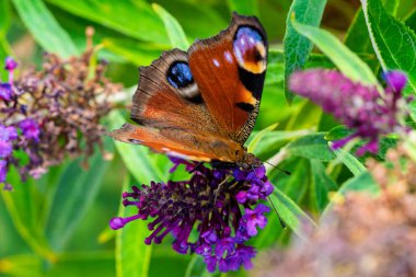 Canlı bir Tavus Kelebeği 'nin nefes kesen yakın çekimi büyüleyici canlı renklerini yemyeşil arasında gururla sergiliyor.