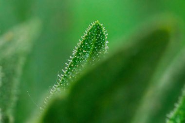 Esrar İndika yaprağının siyah arkaplandaki trikomilerin makro yakın çekimi.