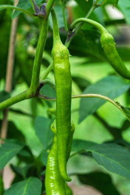 Capsicum annuum Jalapeno acı biberler, çalılıklarda asılı kırmızı meyveler ve yeşil yapraklar.