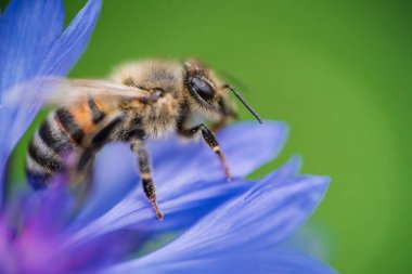 Hareketli mavi bir çiçekten nektar toplayarak doğanın zarafetini gösteren meşgul bir arıya yakın plan.