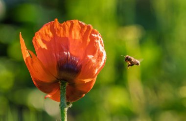 Kırmızı bir gelincik, doğanın güzelliğini ve tozlaşma sürecini gösteren vızıldayan bir arıyı cezbeder.