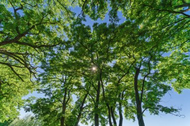 Parlak yeşil yaprakların çarpıcı manzarası açık mavi gökyüzüne karşı, benzersiz güzellikler sergiliyor.