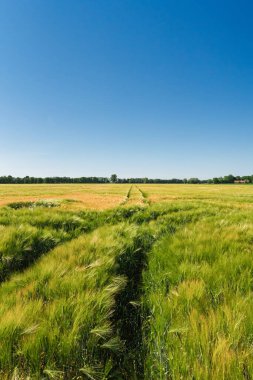 Sakin bir manzara, uzak ufka doğru uzanan yemyeşil alanları sergiliyor.