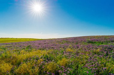Parlak bir kır çiçeği tarlasının göz kamaştırıcı manzarası berrak mavi bir gökyüzü ve ılık bir güneş ışığı altında güzel bir şekilde çiçek açıyor.