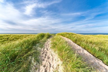 Huzurlu ve dingin bir yol canlı yeşil çimenlerin arasından, berrak mavi gökyüzünün altındaki okyanusa doğru zarif bir şekilde esiyor.