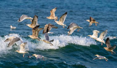 Martılar engebeli okyanus dalgalarının üzerinde zarif bir şekilde süzülür. Doğanın nefes kesici ve çarpıcı güzelliğini sergilerler.