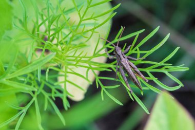 Doğanın güzelliğini gözler önüne seren, yemyeşil yapraklara mükemmel bir şekilde tünemiş çekirgenin detaylı bir yakın çekimi.