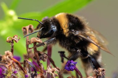 Renkli bir çiçeğin üzerindeki arıya yakından bakmak doğanın güzelliğini ve tozlaşmanın önemini vurgular.