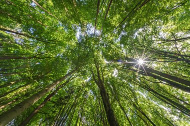 Şaşırtıcı derecede güzel bir manzara. Yüksek ağaçların arasından yukarı bakıyor. Sıcak güneş ışığı yemyeşil bir orman bölgesine akıyor.
