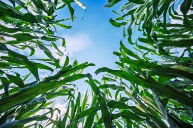 Zeminden canlı ve güzel bir manzara, açık mavi gökyüzüne karşı zengin yeşil mısır saplarını sergiliyor.