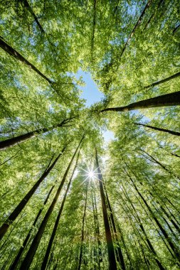 Heybetli bir orman ağacının heybetli manzarası. Gövdesi canlı yeşil yosunlarla kaplıydı. Yükselen figür yoğun bir yaprak gölgesine uzanıyor, doğanın gücü ve dinginliğinin büyüleyici bir gösterisini yaratıyor..