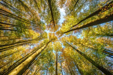 Parlak renkli sonbahar yapraklarıyla yaprak döken bir ormana göz kamaştırıcı bir manzara. Mavi gökyüzüne karşı güneş ışığında parlayan altın ve turuncu yapraklar. Geniş açılı zemin perspektifi.