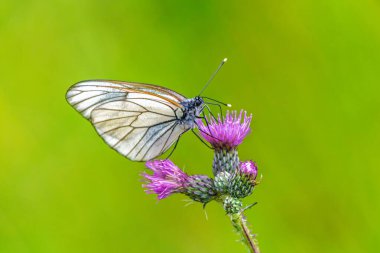 Siyah damarlı beyaz bir kelebeğin (Aporia crataegi) mor bir devedikeni çiçeğiyle beslenen makro çekimi. Canlı yeşil arka plan, tozlaşma, yaz doğası ve böceklere odaklan.