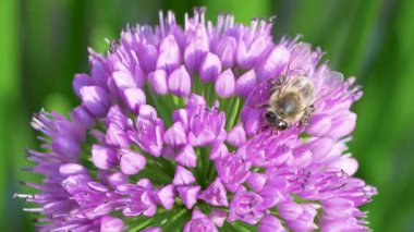 Canlı mor bir allium çiçeğinden nektar ve polen toplayan bir bal arısının 4K makro videosu. Doğa, tozlaşma, biyolojik çeşitlilik ve çevresel sürdürülebilirlik konulu projeler için ideal.