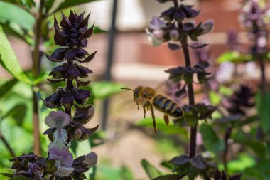 Uçuşun ortasında fesleğen çiçeklerine yaklaşan bir bal arısının yakın plan makro fotoğrafı. Arıların ayrıntıları, kanatları ve çizgileri yeşil yapraklara ve mor güneş ışığına karşı keskin bir şekilde görülebilir..