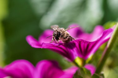 Mor çiçekte polenle kaplı bir bal arısı Apis Mellifera 'nın Macro fotoğrafı. Tozlaşma, organik tarım, biyolojik çeşitlilik, sürdürülebilirlik, eko tarım ve çevresel denge için kavramsal görüntü.