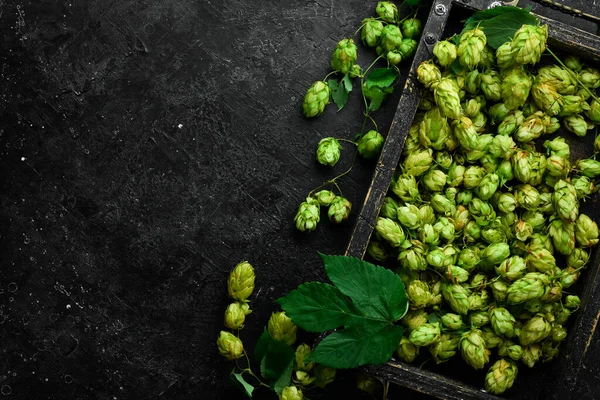 Cones Verdes Lúpulo Fresco Para Fazer Cerveja Espaço Livre Para — Fotografia de Stock