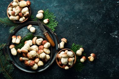 Organik Porcini Mantarı. Tepside beyaz mantar. Üst Manzara. Taş bir arka planda.