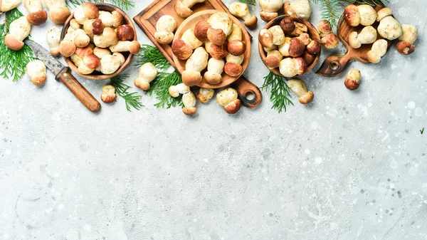 Hintergrund Der Pilze Steinpilze Auf Einem Grauen Steintisch Bio Lebensmittel Stockfoto