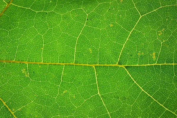 Yeşil yaprak dokusunun makro fotoğrafı. Yaprak yakın plan. Yeşil yapraklı arkaplan.