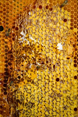 Balmumu bal peteğinden yapılmış arka plan organik bal ile dolu. Makro fotoğraf.